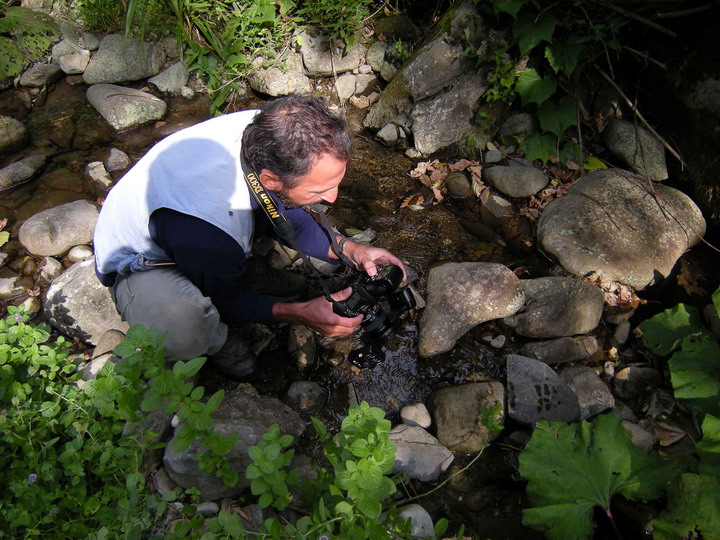 gambero, fiume, austropotamobius pallipes, val d'aveto